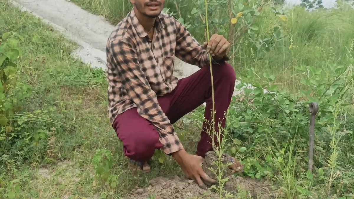 130th week of #plantation