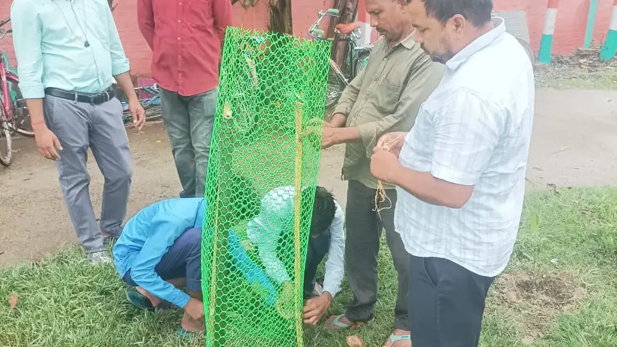 132 th सप्ताह
