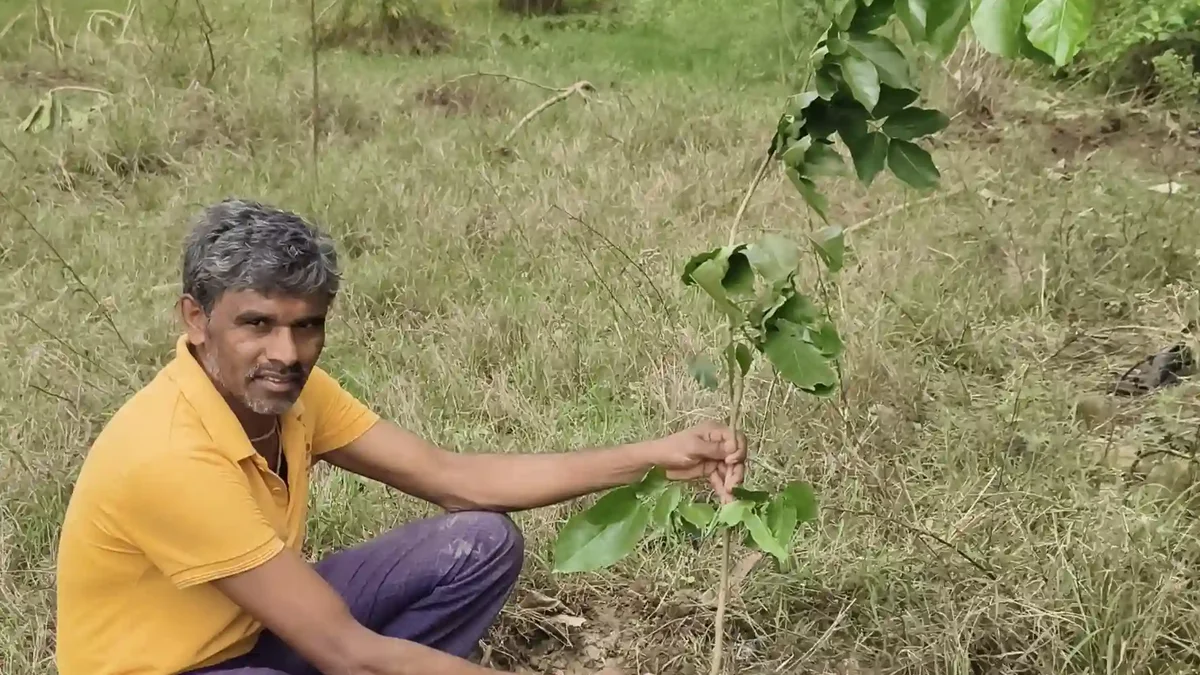 आओ मिलकर पौधारोपण कर उन्हें पेड़ बनाये